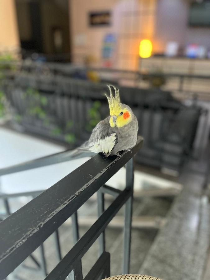 酒店 蒙特卡洛酒店 4*